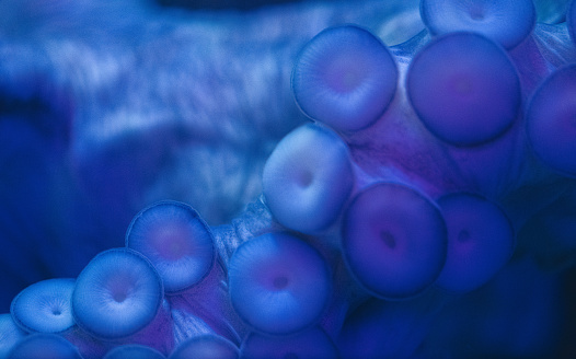 Extreme close-up of octopus tentacles from a night dive in the deep blue ocean.