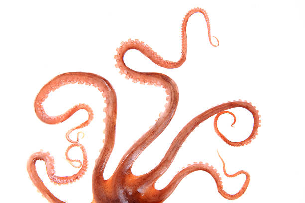 oktopus-tentakeln - gliedmaßen körperteile fotos stock-fotos und bilder
