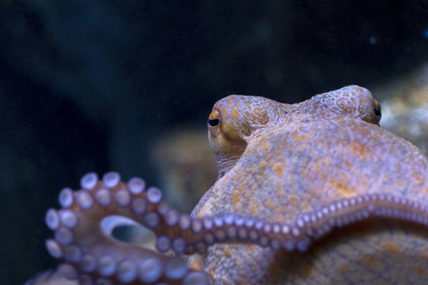 octopus underwater close up portrait stock photo
