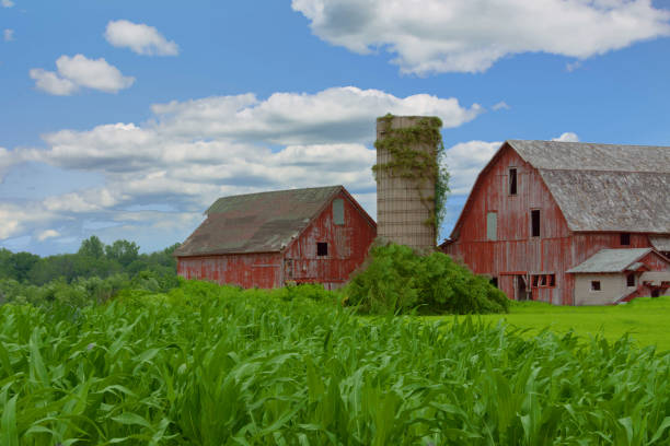 Od Abandoned Barn with Corn field-Howard County, Indiana stock photo