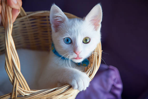 Odd eyed kitten in a basket Unrecognizable man holding basket with a little Turkish Van Cat. anatolia stock pictures, royalty-free photos & images