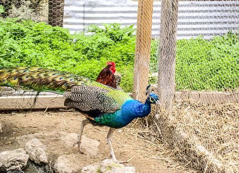 A peacock and a rooster share a pen together.