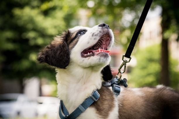 Odin the Puppy on a Walk Various angles of a Saint Bernard Puppy animal harness stock pictures, royalty-free photos & images