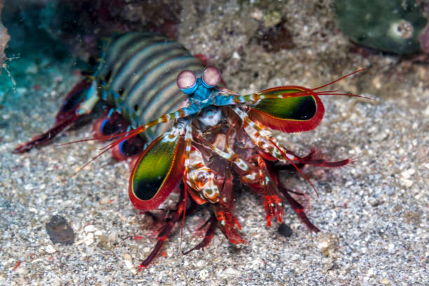 Odontodactylus scyllarus, peacock mantis shrimp stock photo