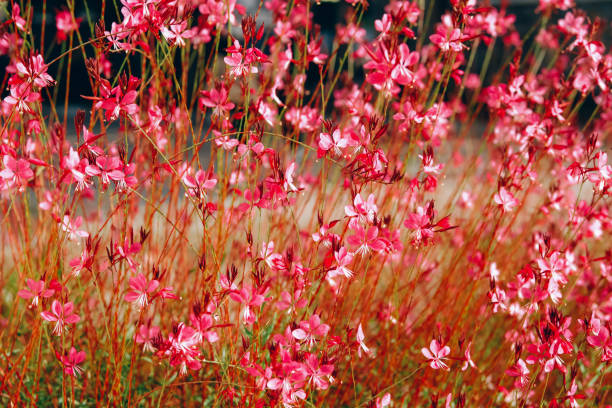 Oenothera lindheimeri, pink meadow flower field background. stock photo