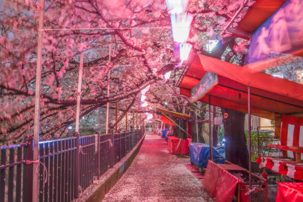 Of going to see cherry blossoms at night Ooka River Promenade stock photo