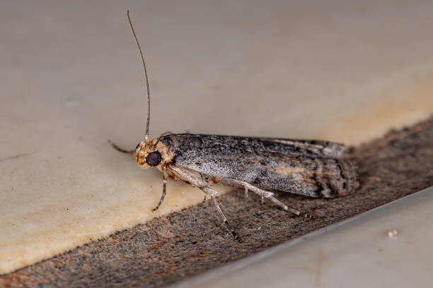 of the Subfamily Phycitinae Knot-horn Moth of the Subfamily Phycitinae moth stock pictures, royalty-free photos & images