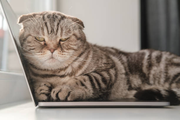 Offended cat, bored and devoid of attention, lay on the ultrabook keyboard and did not allow the owner to continue working. stock photo