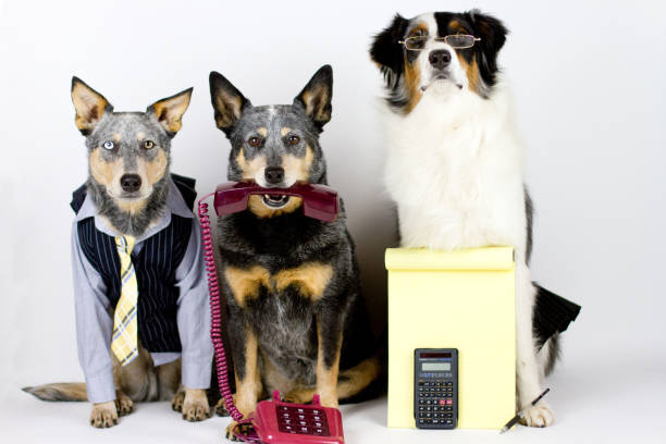 Office Dogs stock photo