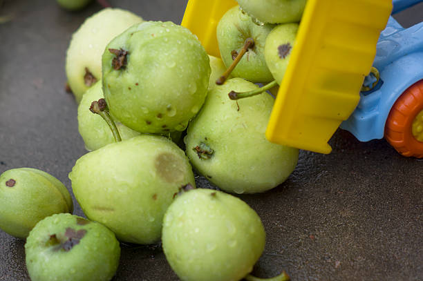 Offloading Fruits Closeup of toy truck offloading green apples on the road rich strike stock pictures, royalty-free photos & images
