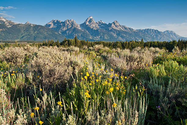 The Teton Range and Sagebrush Often overshadowed by Yellowstone National Park, its larger neighbor to the north, Jackson Hole and the Snake River Valley is a land of vast scenic beauty. What it lacks in geysers and hot springs, it more than makes up for in the rugged Teton Mountain Range. The Teton's many canyons lead to alpine meadows, cirques and towering peaks. It was this rugged range that became Wyoming's second national park in 1929. In 1950 the park boundaries were expanded to include much of the Snake River Valley. This wildflower meadow and the Teton Range was photographed from Blacktail Ponds Overlook in Grand Teton National Park, Wyoming, USA. jeff goulden grand teton national park stock pictures, royalty-free photos & images