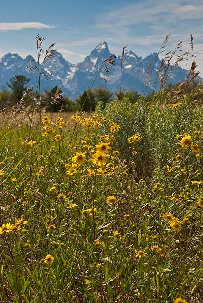 Teton Range and Meadow of Sunflowers Often overshadowed by Yellowstone National Park, its larger neighbor to the north, Jackson Hole and the Snake River Valley is a land of vast scenic beauty. What it lacks in geysers and hot springs, it more than makes up for in the rugged Teton Mountain Range. The Teton's many canyons lead to alpine meadows, cirques and towering peaks. It was this rugged range that became Wyoming's second national park in 1929. In 1950 the park boundaries were expanded to include much of the Snake River Valley. This wildflower meadow and the Teton Range was photographed from Kelly in Grand Teton National Park, Wyoming, USA. jeff goulden grand teton national park stock pictures, royalty-free photos & images