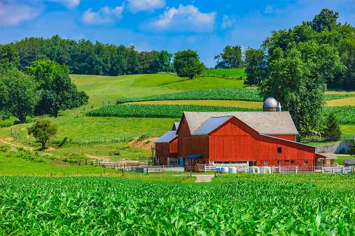 Spring corn crop fills the foreground leading back to a red barn and rolling hill background with clouds above, Ohio