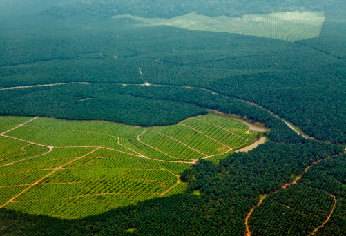 Oil palm plantations in northeastern Borneo, state of Sabah, Malaysia. Recently planted oil palms can be seen in the bright green grassy areas and a tiny bit of natural rainforest still struggles for survival farther away.