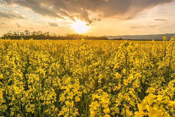 Oil-seed rape flower field by the sunset stock photo
