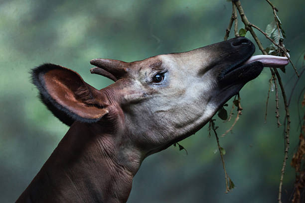 Okapi (Okapia johnstoni). stock photo