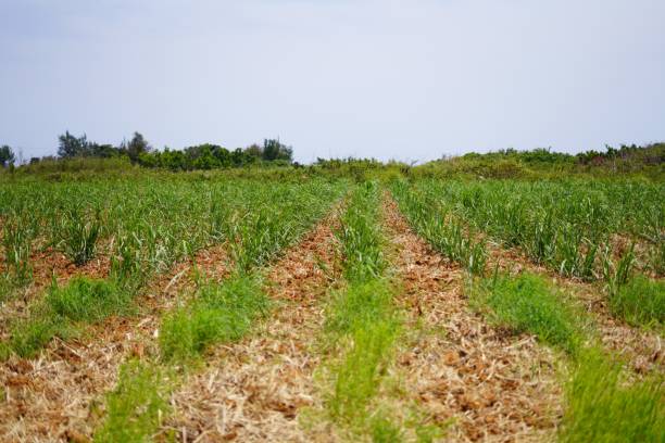 Okinawa's sugarcane fields stock photo