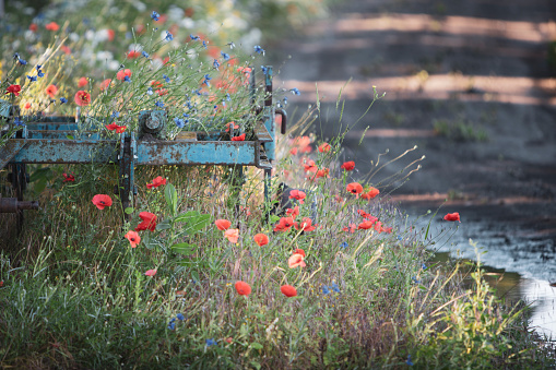 old agricultural metal equipment surrounded by blooming spring flowers next to a gravel road with a puddle, rusty and blue, postcard motive