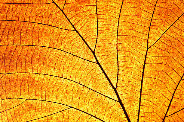 Old and dry leaf transparence on back light stock photo