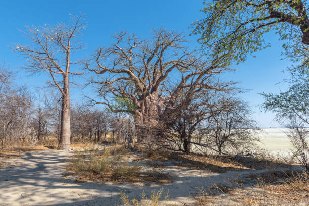 Old baobab trees along Nxai Pan, Botswana stock photo