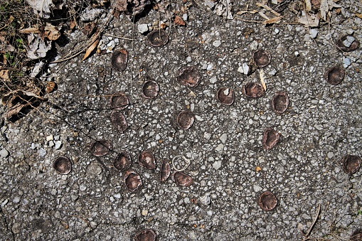 These old soda bottle caps have been embedded into the pavement of an old parking lot.