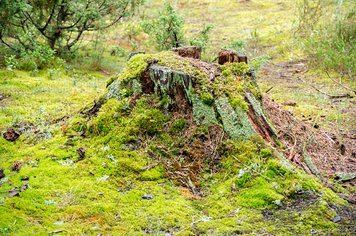 Old broken tree stump with different types of moss in the green forest
