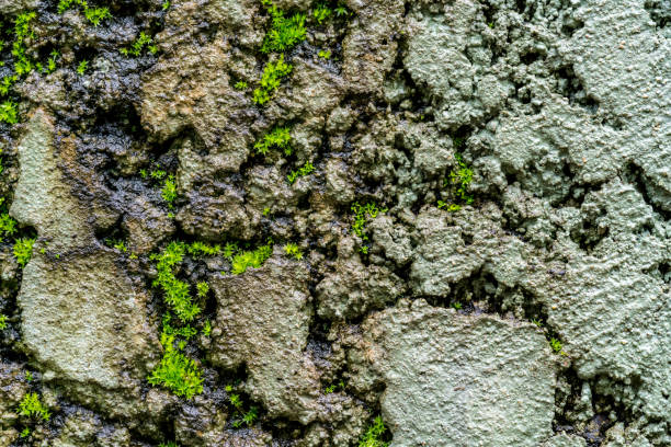 Old concrete wall with moss stock photo