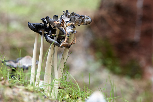 Flull frame close-up image of a mushroom group in daylight on forest ground in front of a defocused tree