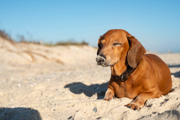 Old dachshund sleeps on the beach stock photo