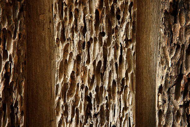 Old damaged wood Old damaged wood as a symbol of aging decay or termite insect damage as a tree rotting with holes and tunnels weathered by natural elements in a close up. termite damage stock pictures, royalty-free photos & images