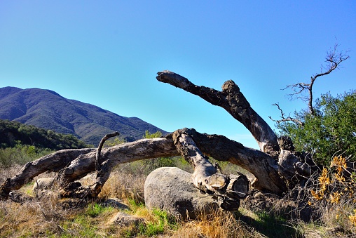Old dead tree fallen many years ago rests on large rock in San Diego County California with large mountain in the distance and blue skies above. The eucalyptus tree shows some signs of remnant bark.