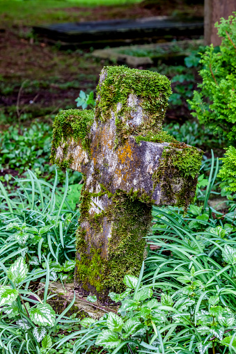 Old, moss covered and decaying gravestones in a grass covered cemetery.