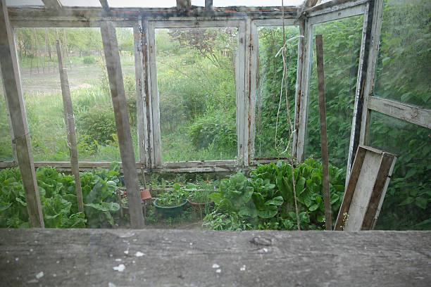Old dirty greenhouse with plants stock photo