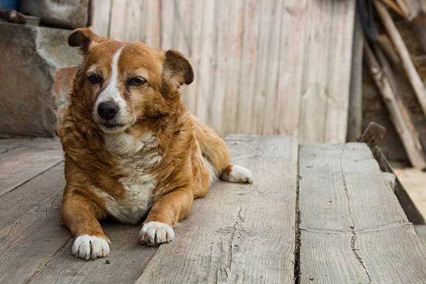 Old dog Old dog waiting for his master to work. dhole stock pictures, royalty-free photos & images