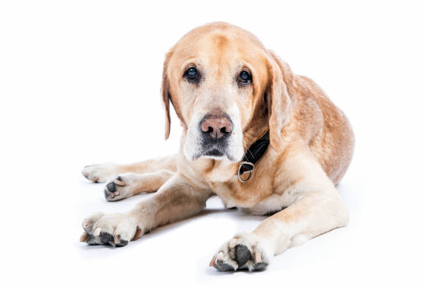 Old dog tired ( golden retriever) lying and watching in white studio. stock photo
