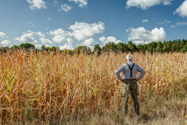 Old farmer in front of his dried up sunflower field. stock photo