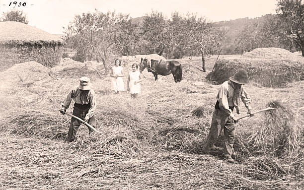 Old farmers Farmers threshing wheat animals. Vintage 1930. Country house. Two girls looking at the work of farmers. farm photos stock pictures, royalty-free photos & images