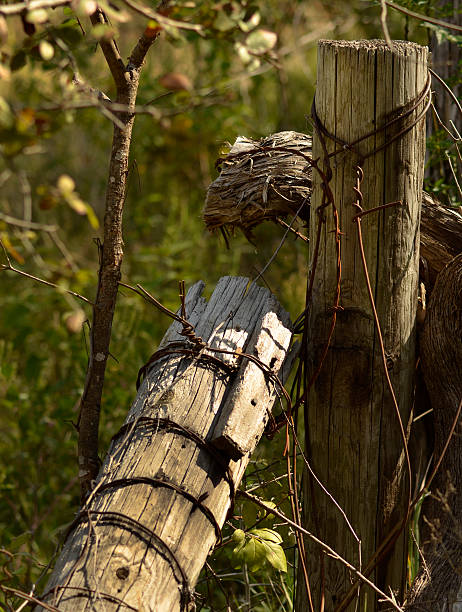 Old fence post and barbed wire stock photo