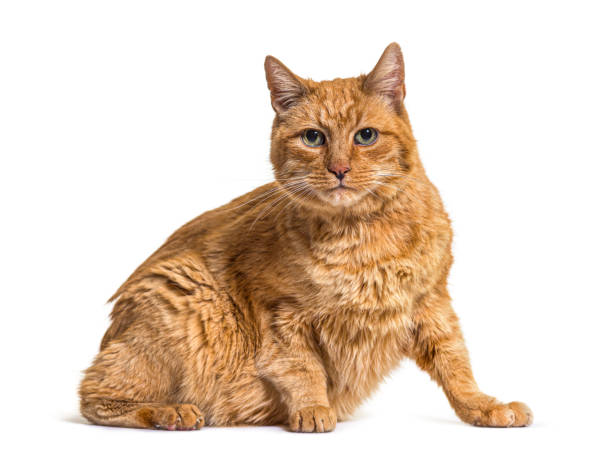 Old ginger cat stock photo