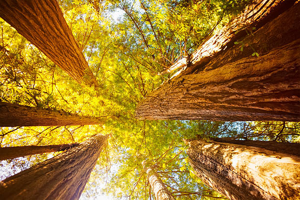 Sequoia Tree Pictures, Images and Stock Photos - iStock