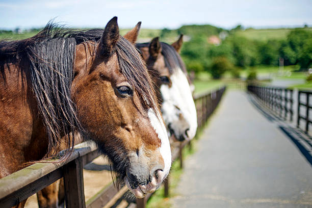 Old horses looking over a wooden fence An image of some old shire type horses looking over a wooden fence, alongside a walkway. shire horse stock pictures, royalty-free photos & images