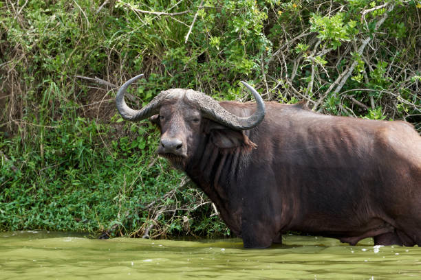 Old kaffir buffalo approaching to drink on the kazinga channel in Uganda bordering Queen Elizabeth National Park stock photo