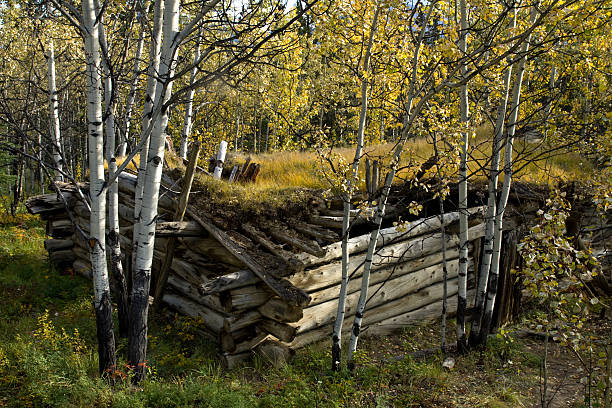 Old log cabin and golden aspens in the fall Old log cabin and golden aspens in the fall, near Haines Junction,Yukon, Canada yt stock pictures, royalty-free photos & images