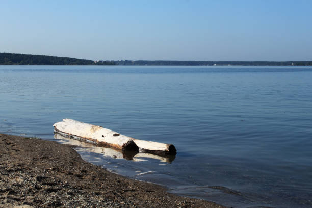Old logs in water near shore of lake. stock photo