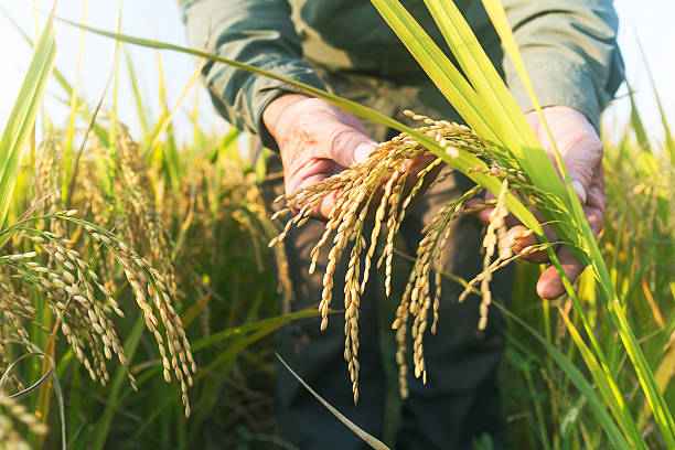 old man checking ripe rice in autumn - cereal field imagens e fotografias de stock