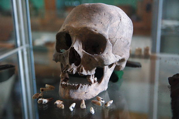 Old Mayan Skull and Teeths stock photo