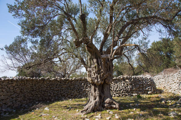 Old olive tree in 100 years old olive grove in town Lun, island Pag, Croatia stock photo