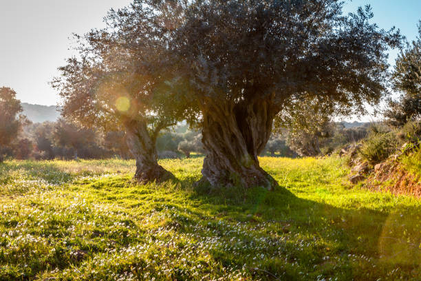 old olive trees grove in bright morning  sunlight Alentejo Landscape stock photo