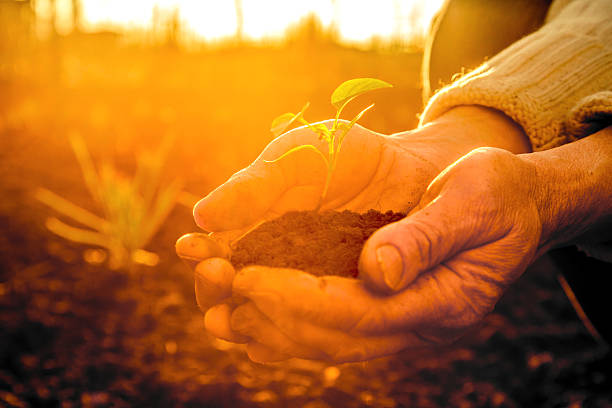 Old Peasant Hands holding green young Plant in Sunlight Rays stock photo