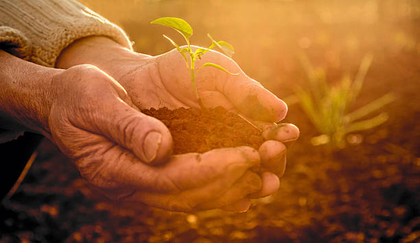 Old Peasant Hands holding green young Plant in Sunlight Rays stock photo